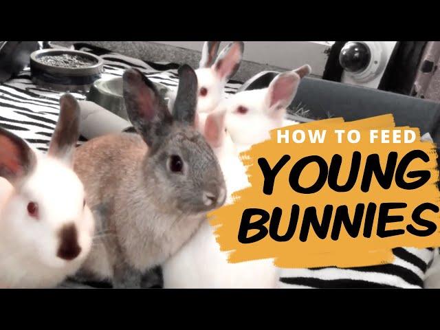 A Healthy Diet for Young Rabbits