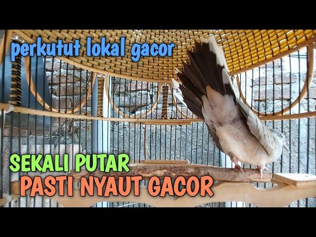 perkutut lokal gacor ini AMPUH JADIKAN agar burung perkutut gacor NYAUT SEKETIKA