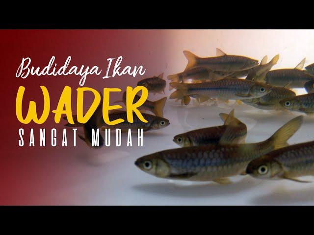 #budidaya #ikan #wader Sangat Mudah