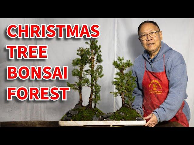 How to make Alberta Spruce (Christmas tree) bonsai forest.