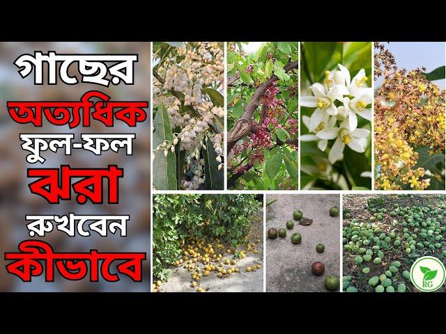 গাছের ফুল-ফল ঝরার ১০ কারণ10 Reasons Behind Excessive Flower & Fruit Drop offHow to Fix It