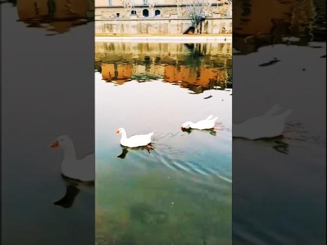 #2837 TRAVEL TIME - The Lovely Duckling of El Sigre (P2), Balaguer, Catalonia, Spain, Europa