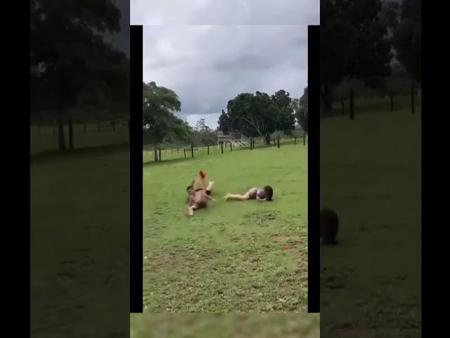 TRY NOT TO LAUGH #19