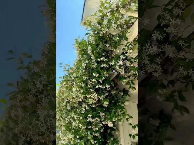 4 years later I wish you could SMELL this video! #shorts #starjasmine #trellis