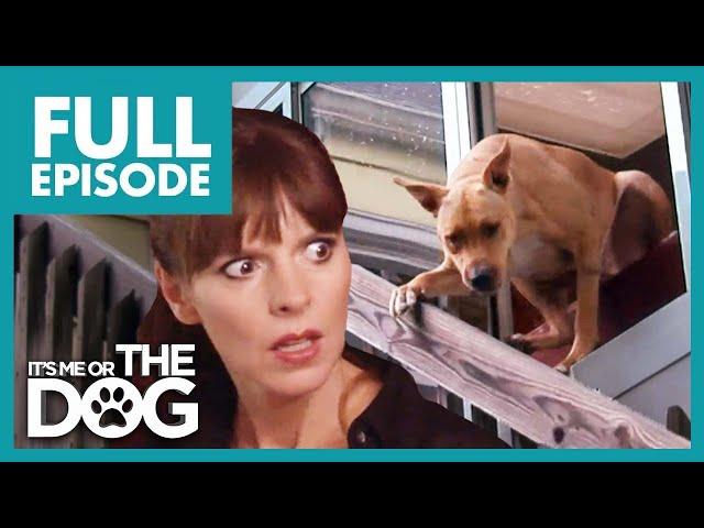 Dog Jumps Out the Window Causes Serious Injuries | Full Episode | It's Me or the Dog