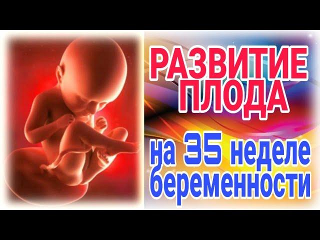 Развитие плода на 35 неделе беременности!