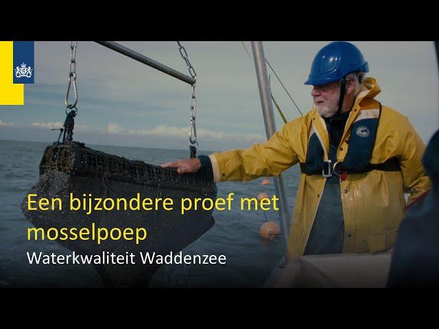 Met mosselpoep de waterkwaliteit van de Waddenzee verbeteren?