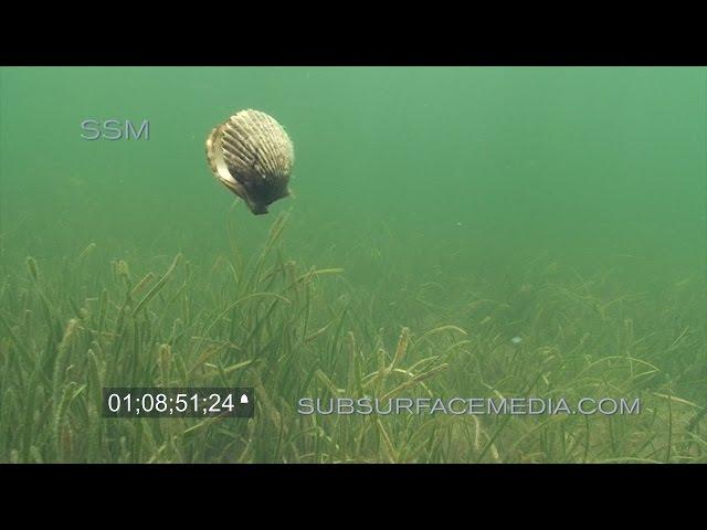 Swimming Bay Scallops Homosassa Florida