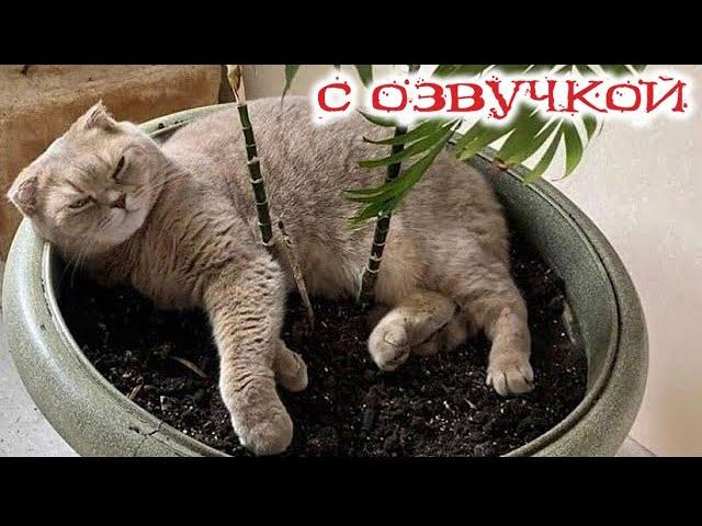 Приколы с котами! С ОЗВУЧКОЙ! Самые смешные животные! Смешные коты и собаки! ДО СЛЁЗ!