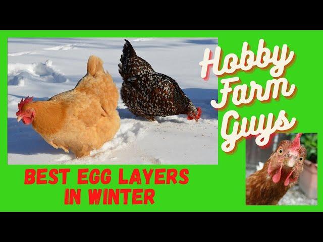 Best Winter Egg Laying Chicken Breeds