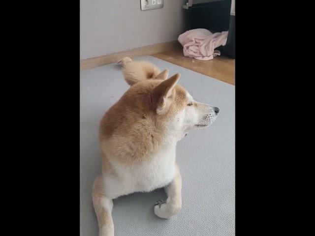 시바견 특징 마지못해 한다. 주인이 아니라 집사다. #시바견 #shibainu