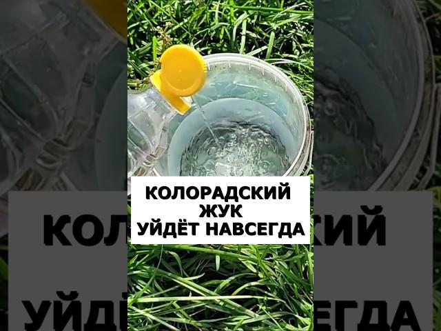 Забудьте о колорадском жуке навсегда. Самые действенные средства #огород #сад #дача #урожай