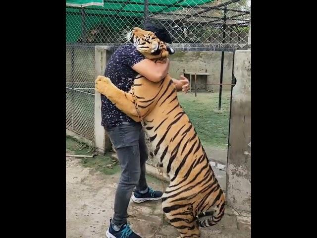 Tiger's Love | Meet with Tiger and Hug | Nouman Hassan |