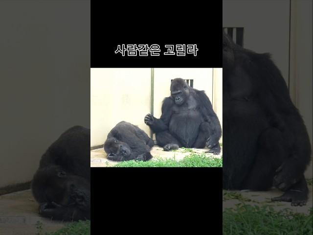 재미있는 동물영상 #animals