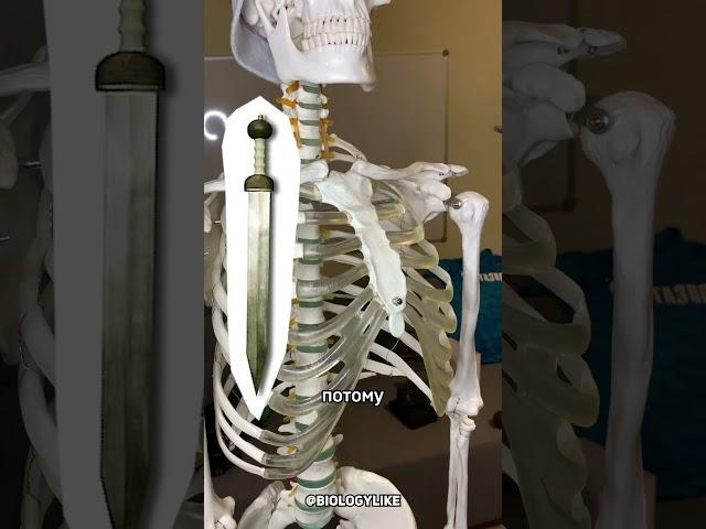 Мечевидный отросток #биология #человек #анатомия #жизнь #biology