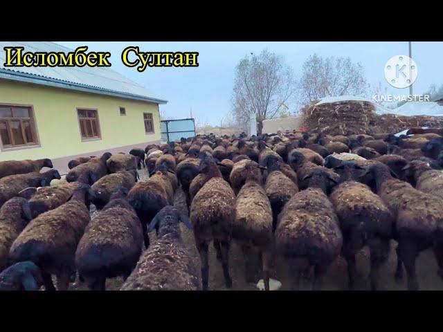 Гусфандойи Исломӣек Султан  2023 г.