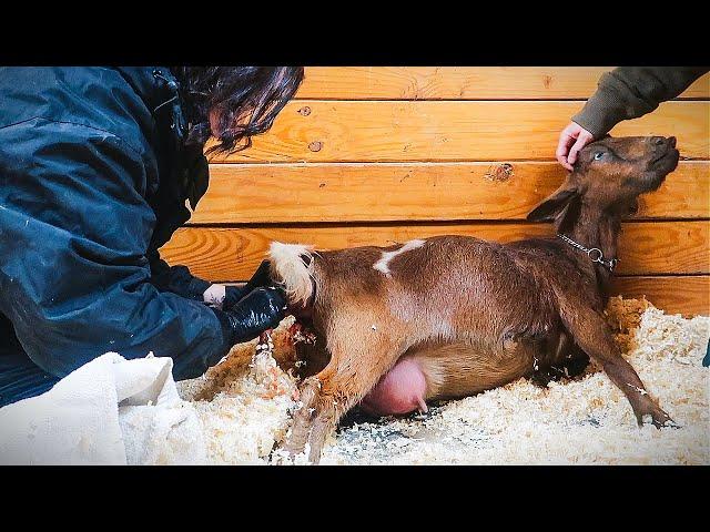 This Baby Is Coming Out Folded in Half  (miniature goat birth)