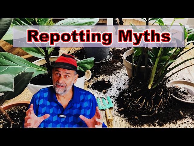 Repot Houseplants Correctly - Stop Believing These Myths