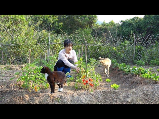 How to line strawberries with pine needles, make tomato truss, grow rainbow cabbage.