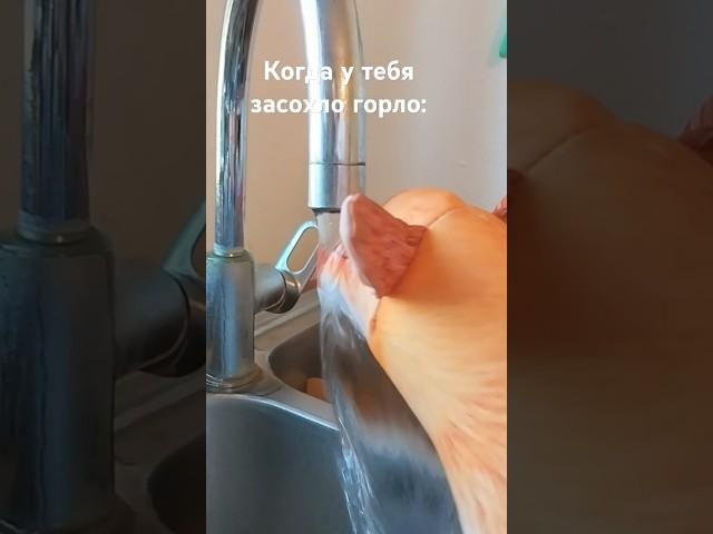 когда засохло горло #funny #comedy #memes #relatable #school #freecomedy  #милота #блоптоп #satire