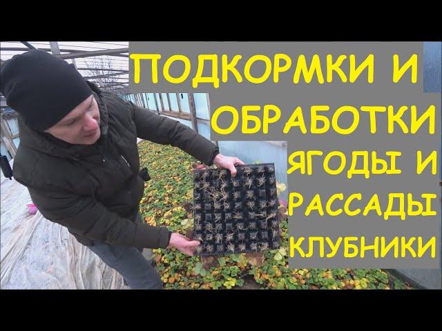 КЛУБНИКА: ПОДКОРМКИ, ОБРАБОТКИ ЯГОДЫ И РАССАДЫ. В гостях у канала: ЯГОДА И САЖЕНЦЫ ДОНА.