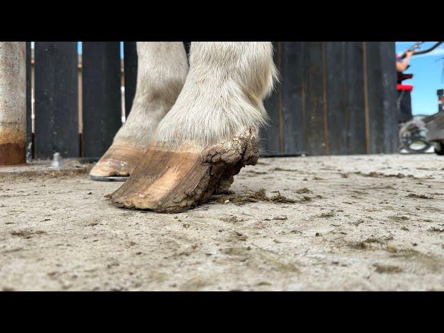 Horse is Missing A QUARTER of his HOOF