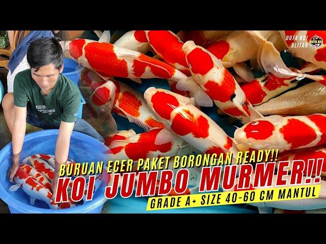 KOI JUMBO MURMER READY BOSKU !! GRADE A+ SIZE 40-60 CM ECER-PAKET-BORONGAN ADA DISINI !!