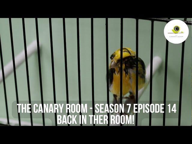 The Canary Room - Season 7 Episode 14 - Back in the room