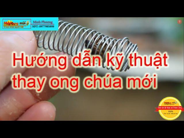 Hướng dẫn kỹ thuật thay ong chúa mới