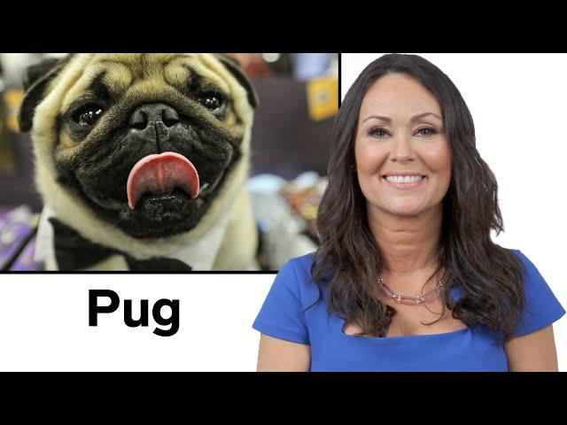 Every Dog Breed Explained (Part 2) | WIRED