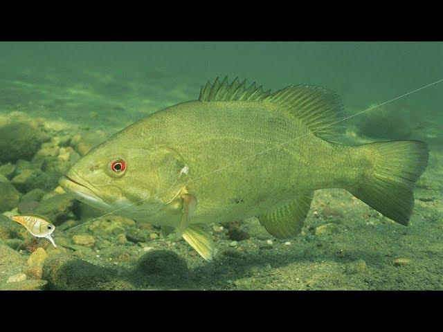 River Fishing - Catch Big Bass in Current