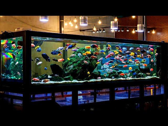 Beautiful African Cichlid Tank Setup | Amazing 100 Male African Cichlids