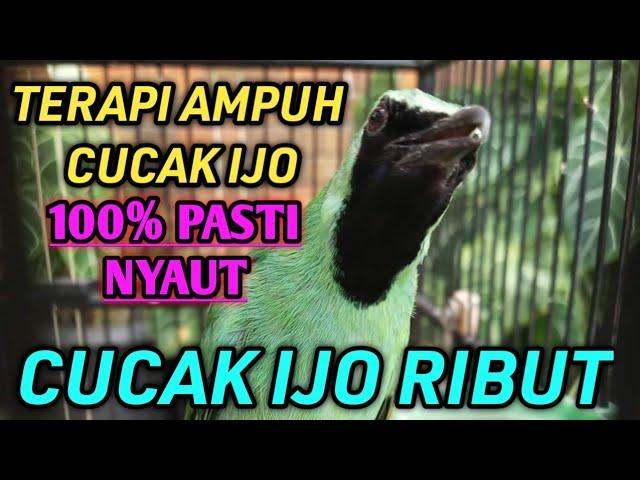 CUCAK IJO RIBUT, SUPER SUPER PASTI NYAUT, GAK BUTUH LAMA