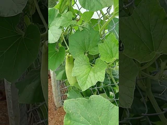 Bottle gourd 10.12: enjoy rural life, gardening & nature #rurallife #garden #nature