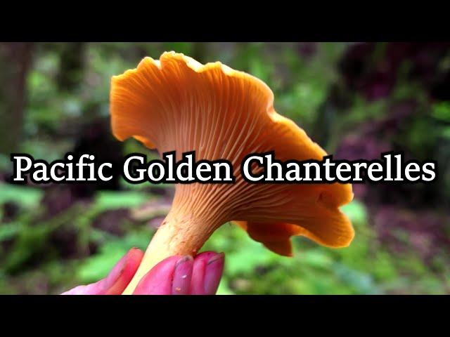 Golden Chanterelle Harvesting & Cleaning | Beautiful Mushrooms!