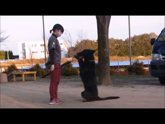清水警察犬・家庭犬訓練所シェパードケール動画