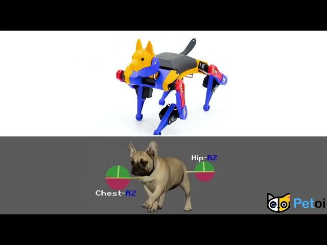 Bulldog vs Robot Dog Bittle - Are They Alike? | PetoiCamp