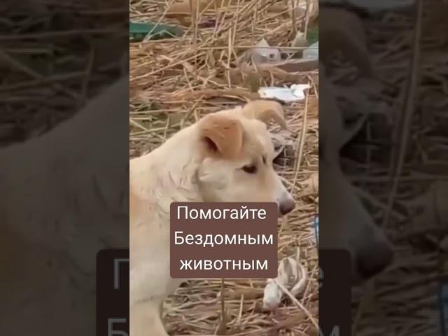 Помощь бездомным животным/ добро/