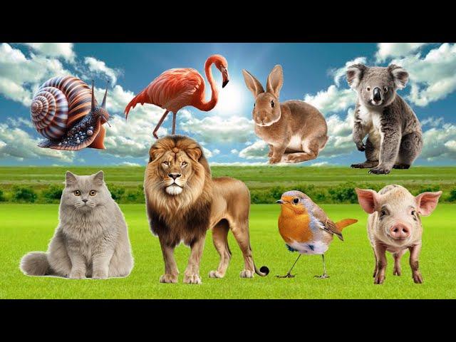 Bustling Animal World Sounds Around Us : Cat, Pig, Lion, Snail, Rabbit, Bird, Koala