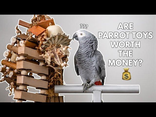 Do Pet Parrots Really Need Toys? (Or are they just too expensive )