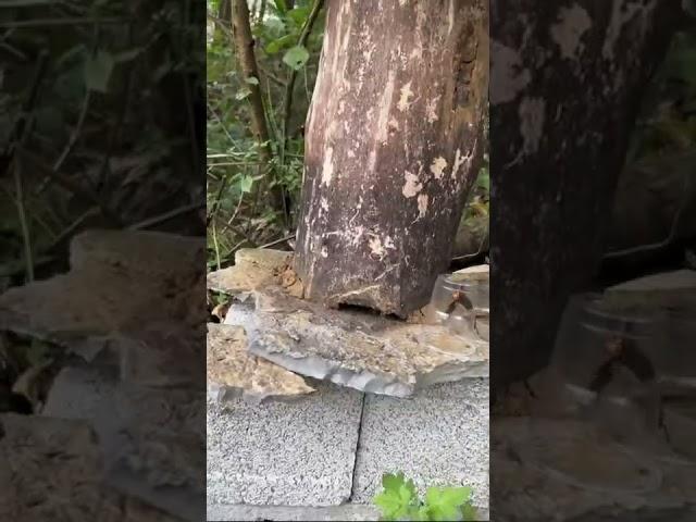 비닐컵으로 말벌 잡는 방법 말벌컷(How to catch wasps with plastic cup) #shorts