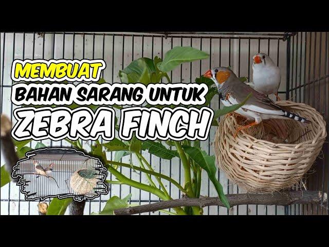 MEMBUAT BAHAN SARANG ZEBRA FINCH