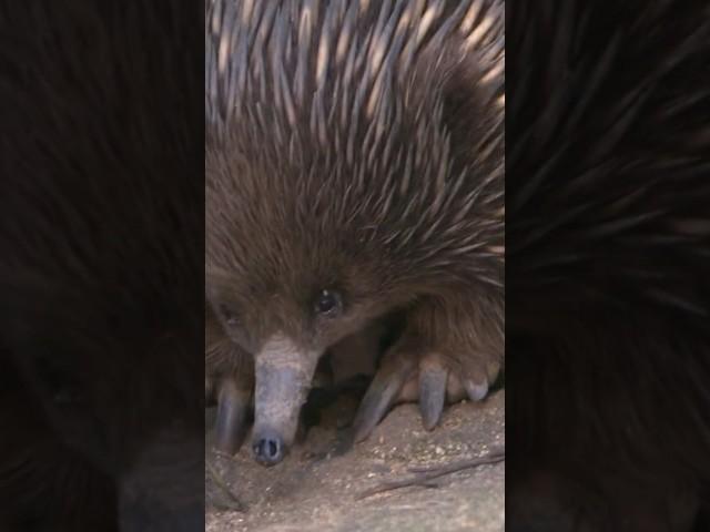 The Echidna: A Unique Animal Native to Australia