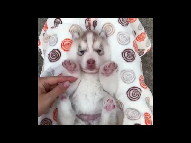 Lovely Baby Husky