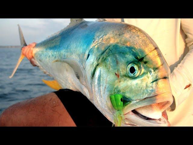 Salt Creek Films: Jack Crevalle