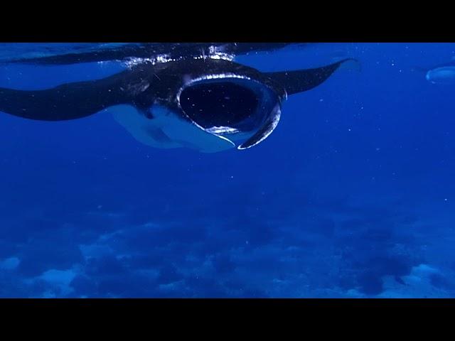 Under the waters of Tahanea atoll in the South Pacific