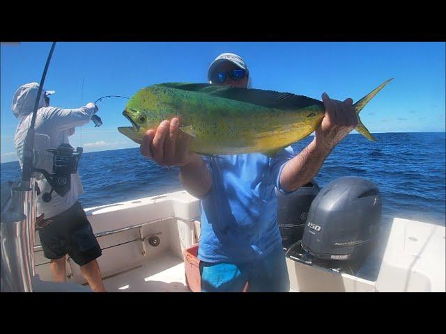 Fly Fishing for Dolphin, aka Mahi-Mahi, Almacos in Sargassum off Cape Lookout NC with Capt Dan Comte