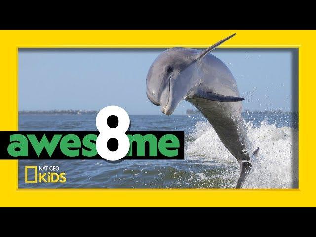 Incredibly Clever Creatures | Awesome 8