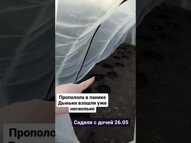 Дыни на Урале | Первый опыт | Агроном на минималках #деревня #изгородавдеревню #садогороддача