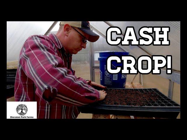 Make Money Gardening - Starting Seeds In The Greenhouse